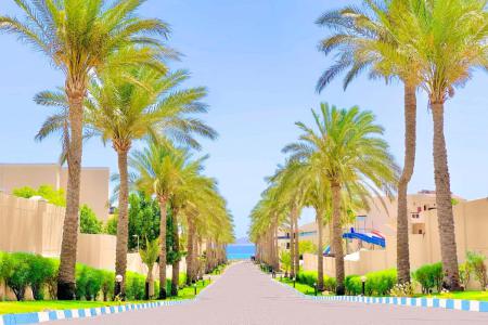 Ivy Cyrene Island Aqua Park Resort 4⭐️ інформація про готель та пошук турів в готелі Ivy Cyrene Island Aqua Park Resort 4⭐️ в Єгипеті